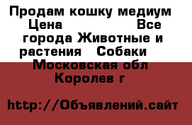 Продам кошку медиум › Цена ­ 6 000 000 - Все города Животные и растения » Собаки   . Московская обл.,Королев г.